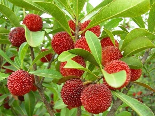 Những loại quả rừng rụng đầy chả ai nhặt nhưng lại được dân thành phố cực mê-7