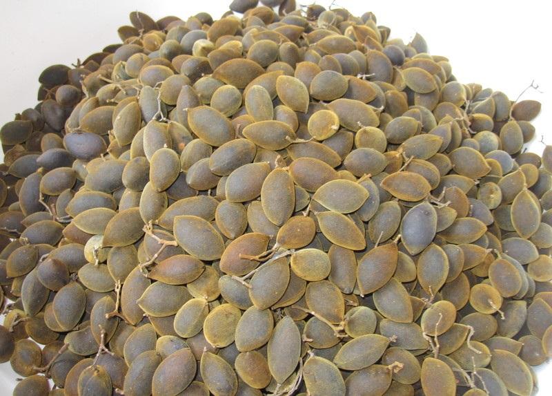 Những loại quả rừng rụng đầy chả ai nhặt nhưng lại được dân thành phố cực mê-9