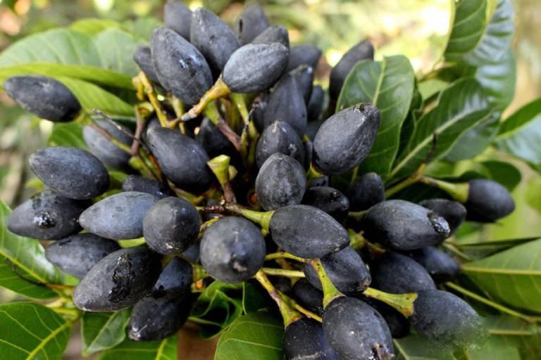 Những loại quả rừng rụng đầy chả ai nhặt nhưng lại được dân thành phố cực mê-11