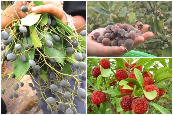 Quả và rễ của loại cây mọc dại giúp bảo vệ dạ dày, tăng cường sinh lý nam-2