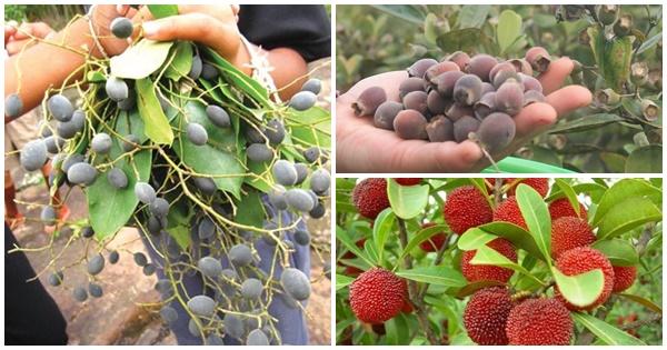 Những loại quả rừng nhưng lại được dân thành phố cực mê