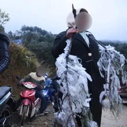 Đi săn băng giá một số du khách tiện tay bẻ cả cành cây lớn về... làm quà-1