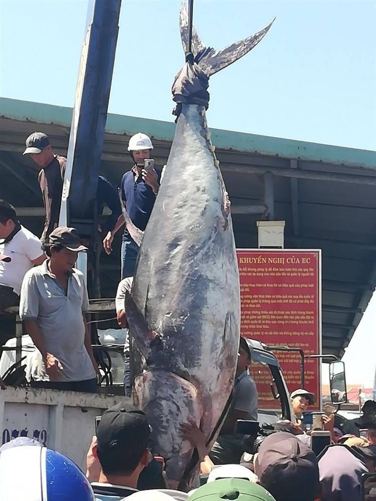 Nếu không muốn thêm độc vào cơ thể thì đừng ăn nhiều những loại cá này-4