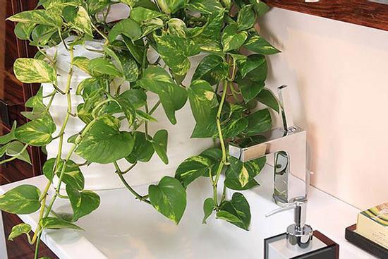 Lựa chọn cây phong thủy bài trí trong nhà, xua tà khí, mang lại may mắn cho gia chủ