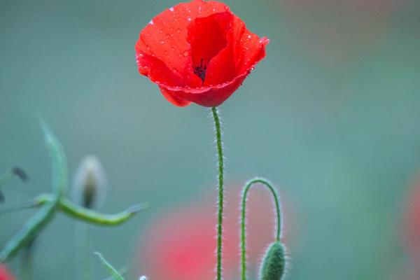 Năm 2021 hoan hỉ, 3 con giáp sinh con xác định gia đạo an yên hạnh phúc-4