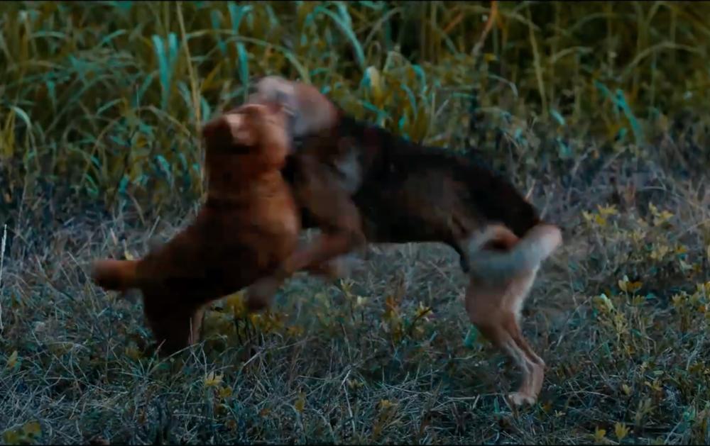 Làng phim Việt nháo nhào vì Cậu Vàng: Khen dè dặt, chê sấp mặt-9