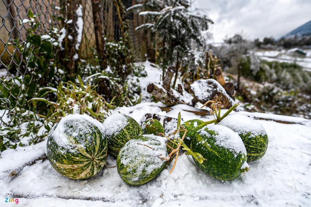 Tuyết phủ dày 20 cm, trâu bò chết cóng-1
