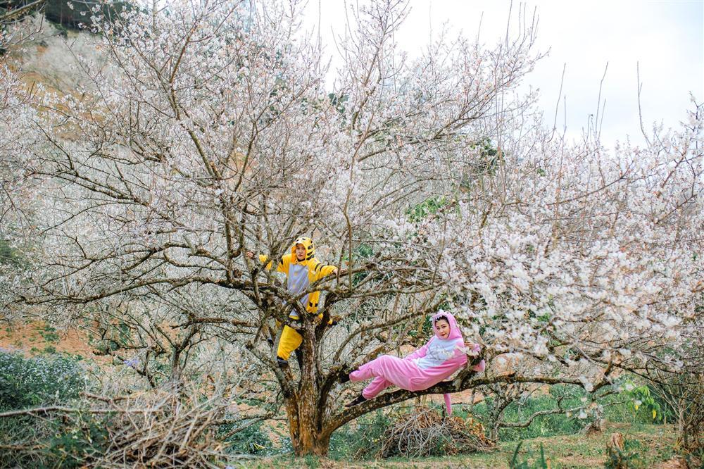 Cặp bạn thân ‘cọp vàng - khủng long’ vượt ngàn km lên Mộc Châu ‘săn’ mùa hoa mơ đẹp như bài thơ-2