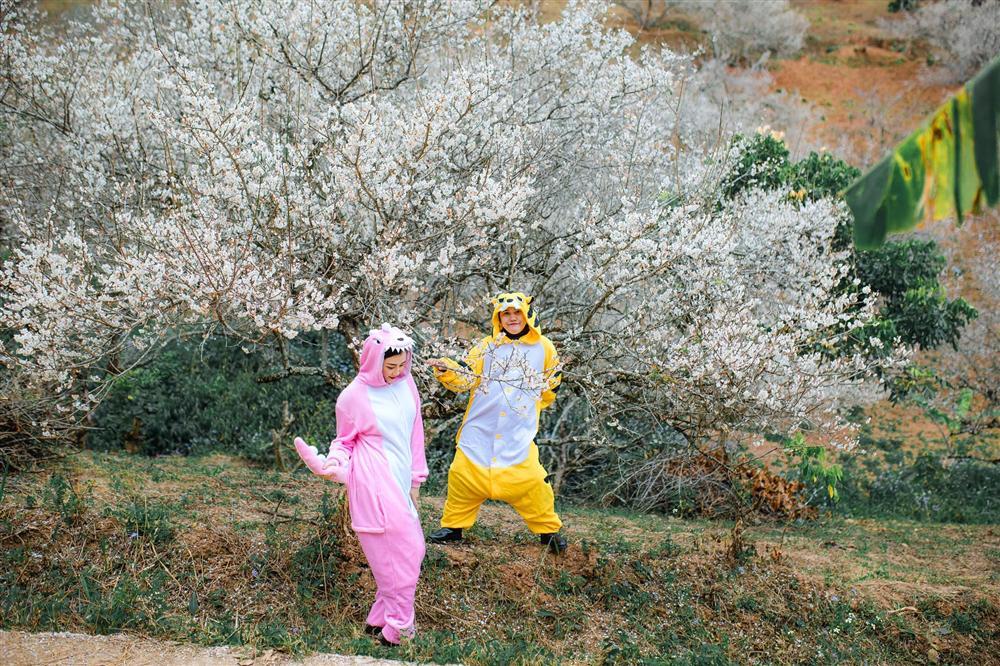 Cặp bạn thân ‘cọp vàng - khủng long’ vượt ngàn km lên Mộc Châu ‘săn’ mùa hoa mơ đẹp như bài thơ-4