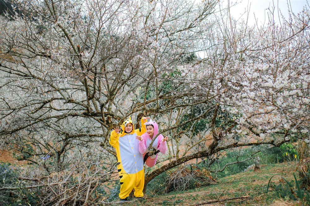 Cặp bạn thân ‘cọp vàng - khủng long’ vượt ngàn km lên Mộc Châu ‘săn’ mùa hoa mơ đẹp như bài thơ-5