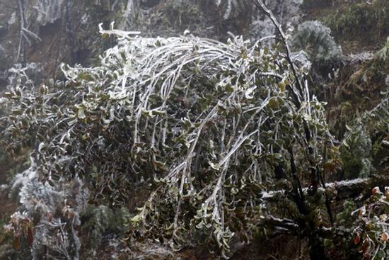 Cảnh tượng băng tuyết bao phủ đèo Ô Quy Hồ