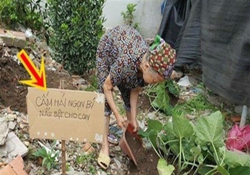 Series chống trộm trái cây chẳng khác gì thiên la địa võng thách thức kẻ xấu-4