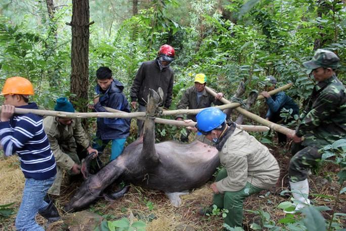 Thực hư tin đồn 1 xã ở Quảng Trị có 400 con trâu bò chết rét-1