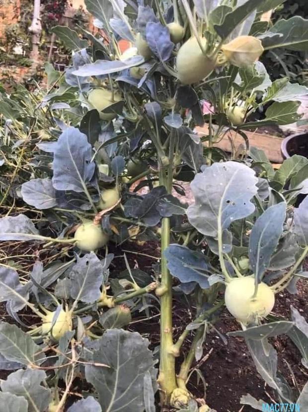 Thanh niên khoe cây su hào nhà trồng um tùm như đột biến-1