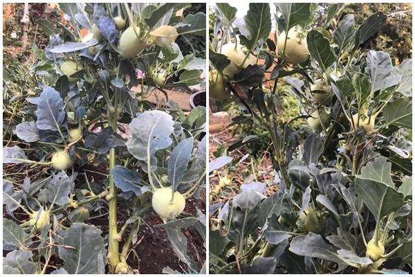 Dân mạng trầm trồ thanh niên bán cây su hào đột biến giá 9,9 tỷ-5