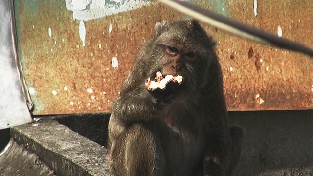 Clip: Đàn khỉ đuôi dài đại náo trong khu dân cư ở TP.HCM, bắn thuốc mê di rời-4