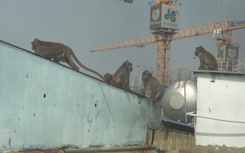 Clip: Đàn khỉ đuôi dài đại náo trong khu dân cư ở TP.HCM, bắn thuốc mê di rời-2