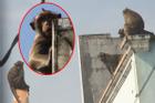 Clip: Đàn khỉ đuôi dài 'đại náo' trong khu dân cư ở TP.HCM, bắn thuốc mê di rời