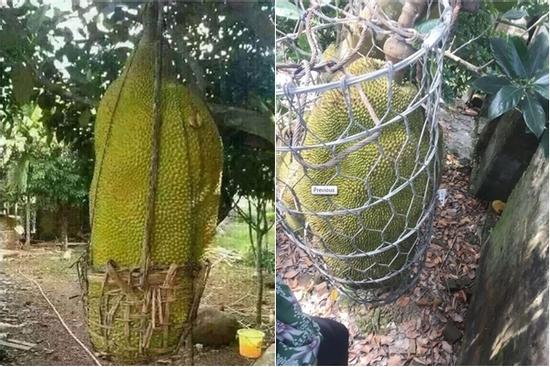 Những cây mít 'chưa dậy thì đã sinh con' khiến gia chủ 'nâng hơn nâng trứng'