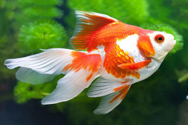 5 điềm báo may mắn, phát tài, tương lai liên tục đón hỷ sự-1