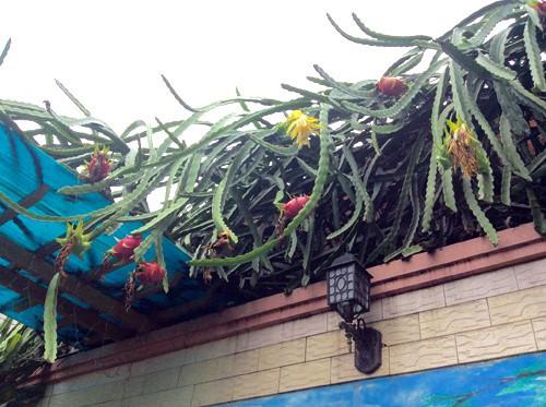 Loạt thảm họa cây nhà trồng, quả hàng xóm hưởng khiến chủ nhân phiền lòng không thôi-1