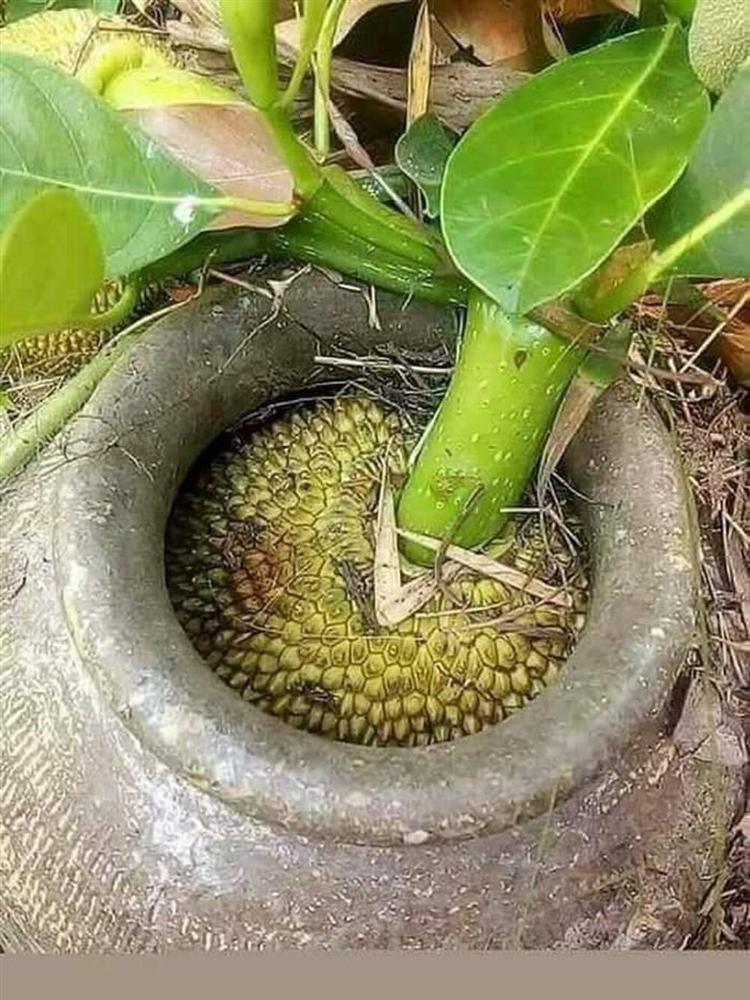 Loạt thảm họa cây nhà trồng, quả hàng xóm hưởng khiến chủ nhân phiền lòng không thôi-3