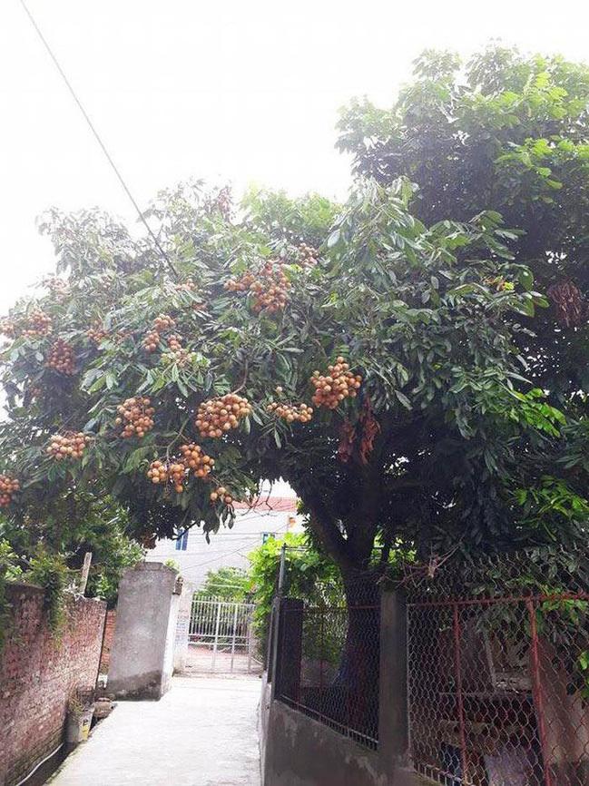 Loạt thảm họa cây nhà trồng, quả hàng xóm hưởng khiến chủ nhân phiền lòng không thôi-5