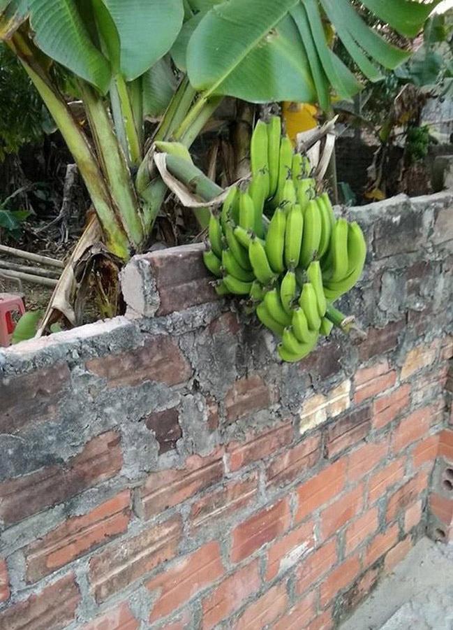 Loạt thảm họa cây nhà trồng, quả hàng xóm hưởng khiến chủ nhân phiền lòng không thôi-6
