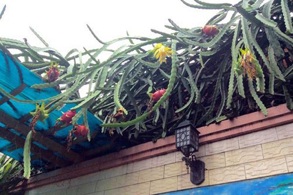 Gái đoảng làm bánh mì nho mà như ve chó, nhìn thôi cũng ngứa toàn thân-12