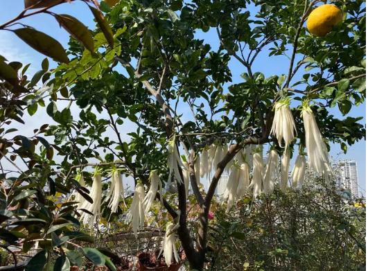 Món ăn rẻ bèo hút 13k like trên hội Yêu bếp: Chủ thớt bật mí tất tần tật cách làm, kể luôn cả cái mùi ghê quá khi đang phơi dở-4