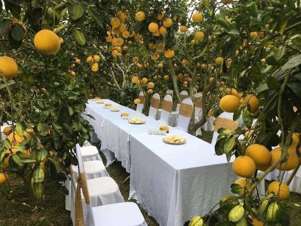 Làm đám cưới trong vườn bưởi trĩu quả, khách muốn ăn cỗ trong bình yên chắc phải đội mũ bảo hiểm-1