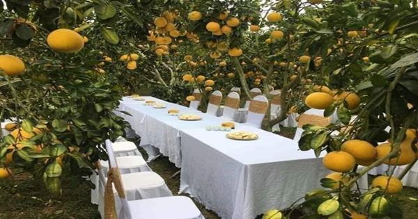 Sự thật đằng sau đám cưới trong vườn bưởi sai trĩu quả gây sốt trong những ngày qua-10