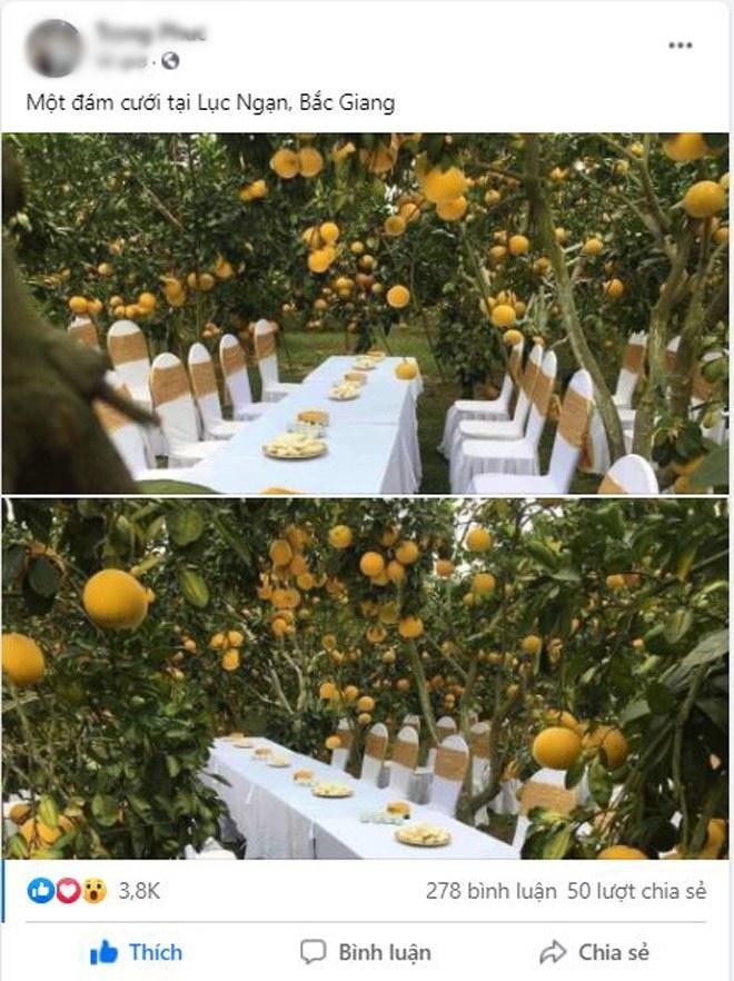 Sự thật đằng sau đám cưới trong vườn bưởi sai trĩu quả gây sốt trong những ngày qua-1