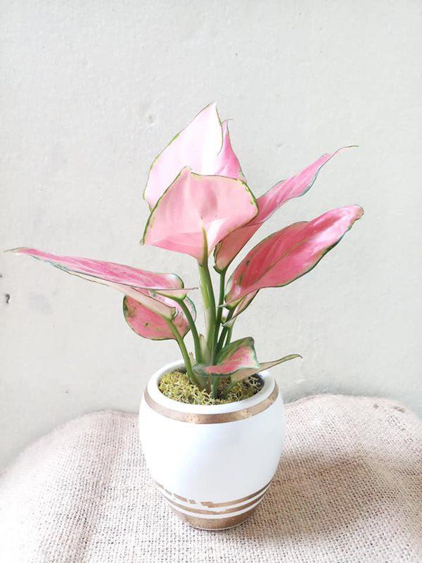 Tháng cuối năm dồn lộc nhờ 4 loại cây này, đặt lên bàn thờ cực kì may mắn-3