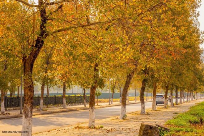 Con đường lá phong đỏ mệnh danh Seoul giữa lòng Hà Nội: Ảnh thực tế khác xa!-4