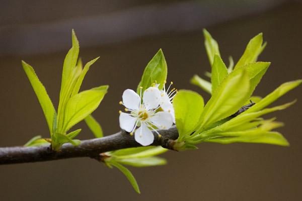 Đặt thảm chùi chân phạm phải đại kỵ này gia chủ suốt ngày cãi vã, công việc không thông-3