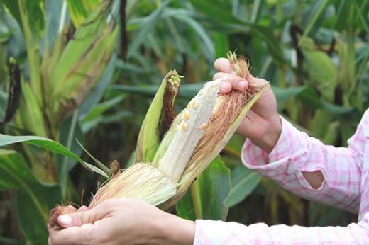 Những pha bổ trái cây đi vào lòng đất, nhìn cũng chán nói gì đến ăn-3