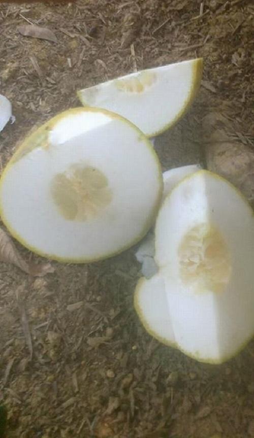 Những pha bổ trái cây đi vào lòng đất, nhìn cũng chán nói gì đến ăn-10