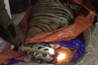 Hà Tĩnh: Hổ nặng 2,5 tạ bị điện giật bất tỉnh trong nhà dân