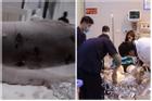 Kinh hoàng: Chó Pitbull nặng 40kg 'nổi điên' tấn công liên tiếp 2 người nhập viện