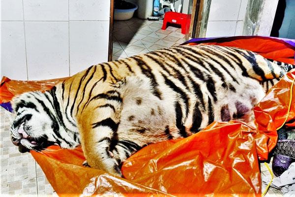 Mua hổ 250 kg về nấu cao?-1