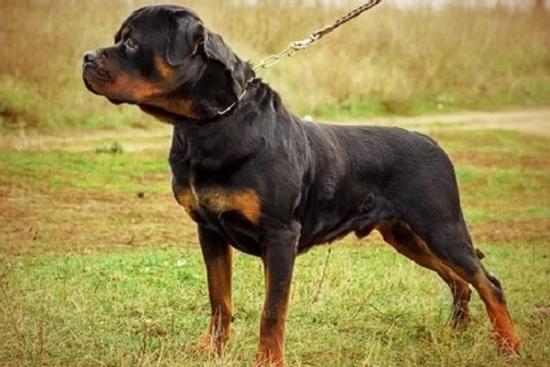 Quên không cho ăn đúng giờ, người đàn ông bị chó cưng cắn chết