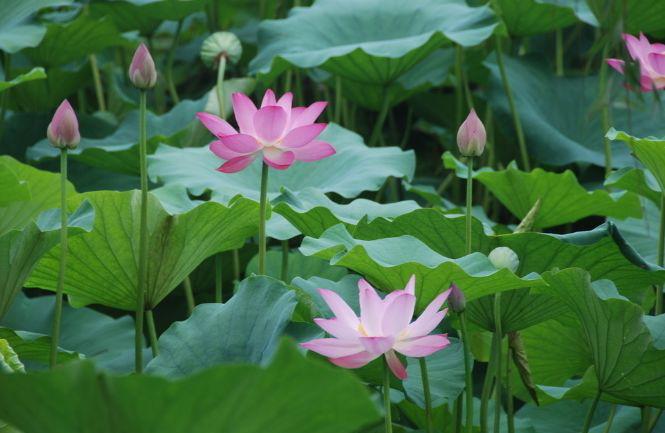 Sinh tháng Âm lịch nào tốt nhất? Người ngồi không nhận tiền, kẻ đổi mồ hôi lấy thưởng-4