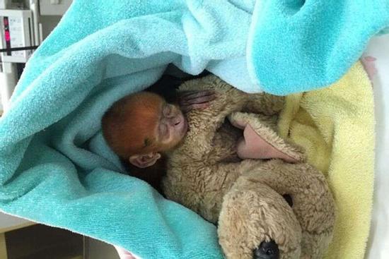 Voọc đen má trắng quý hiếm chào đời ở Mỹ