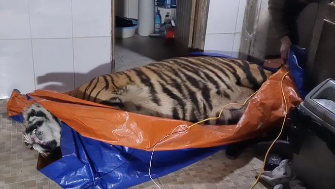 Vụ bắt hổ nằm trong nhà dân ở Hà Tĩnh: Chủ nhà là nông dân, có nuôi hươu lấy nhung-2