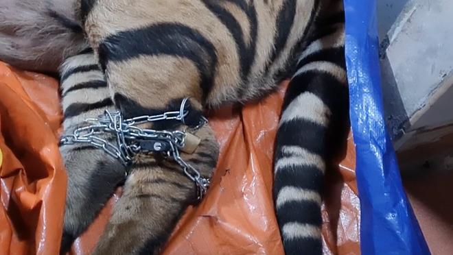 Vụ bắt hổ nằm trong nhà dân ở Hà Tĩnh: Chủ nhà là nông dân, có nuôi hươu lấy nhung-3