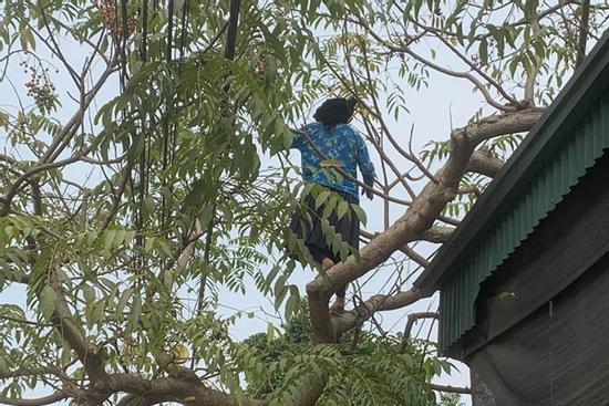 Cụ bà U70 leo cây thoăn thoắt hái quả, cô gái trẻ nhìn qua phải ngả mũ thán phục