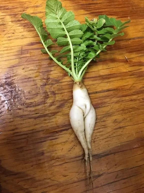 Loại củ quả khơi gợi suy nghĩ 18+, các chị em nhìn mà ngượng chín mặt-6