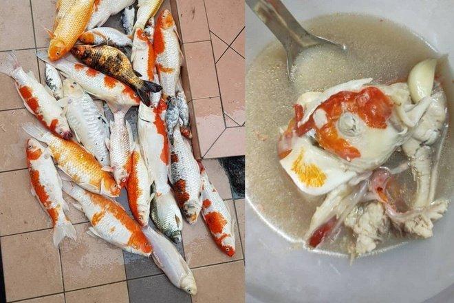 Phẫn nộ cô gái chế biến 20 con cá Koi thành súp rồi đăng lên mạng-3