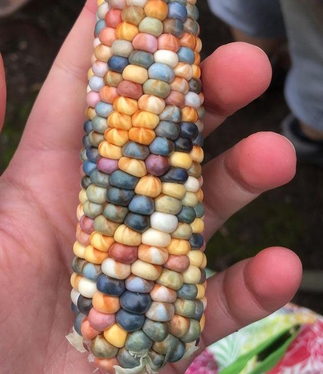 Những loại củ quả có màu sắc kỳ lạ cứ ngỡ đã qua photoshop-7